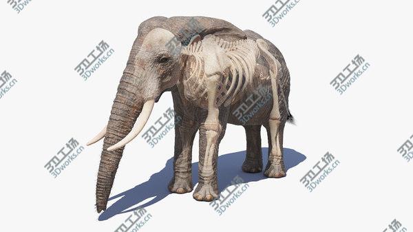 images/goods_img/20210312/Elephant Skin And Skeleton 3D/2.jpg